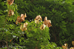 Kunstleria keralensis